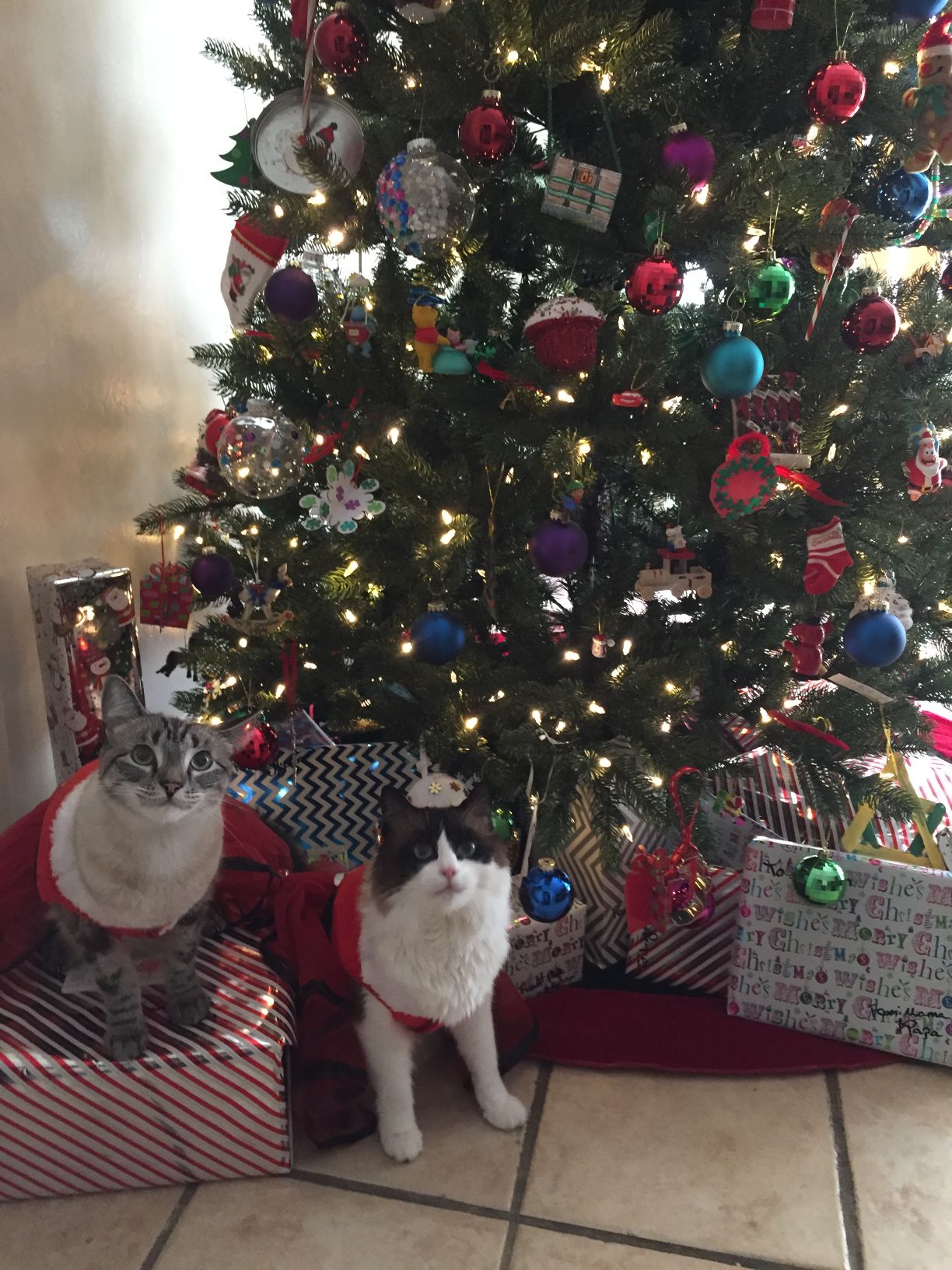 Christmas Cats